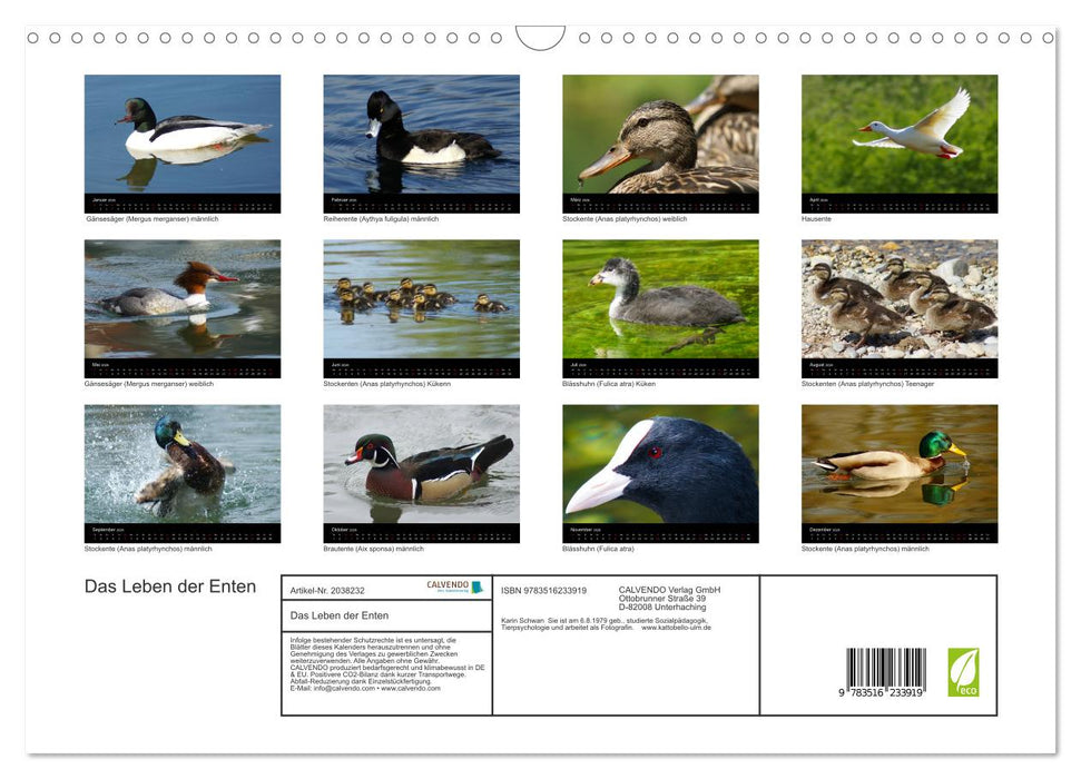Das Leben der Enten (CALVENDO Wandkalender 2026)