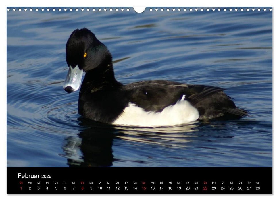 Das Leben der Enten (CALVENDO Wandkalender 2026)