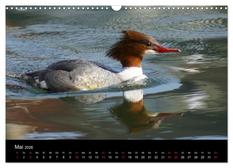 Das Leben der Enten (CALVENDO Wandkalender 2026)