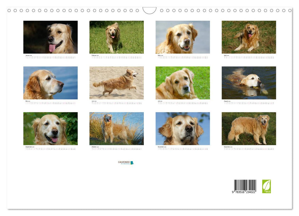 Golden Retriever Power (CALVENDO Wandkalender 2026)