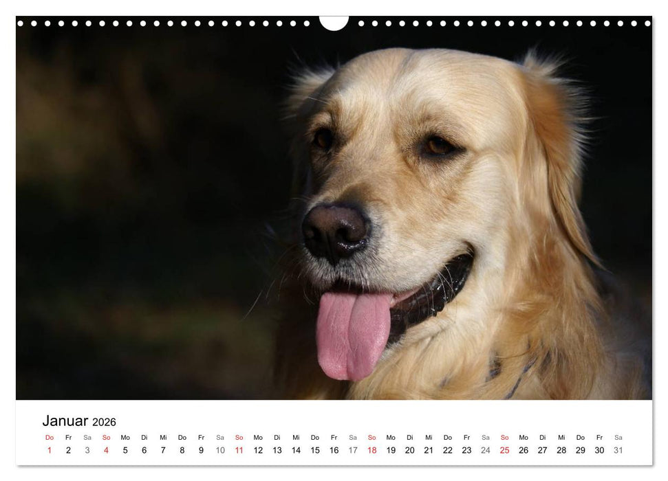 Golden Retriever Power (CALVENDO Wandkalender 2026)