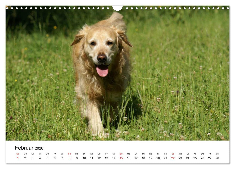 Golden Retriever Power (CALVENDO Wandkalender 2026)