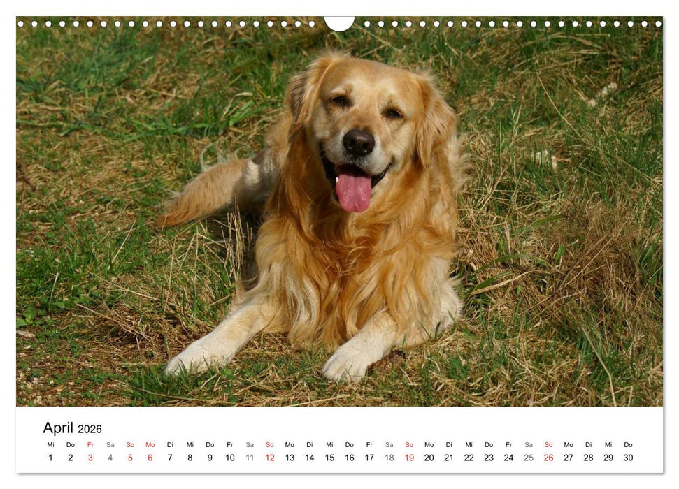 Golden Retriever Power (CALVENDO Wandkalender 2026)