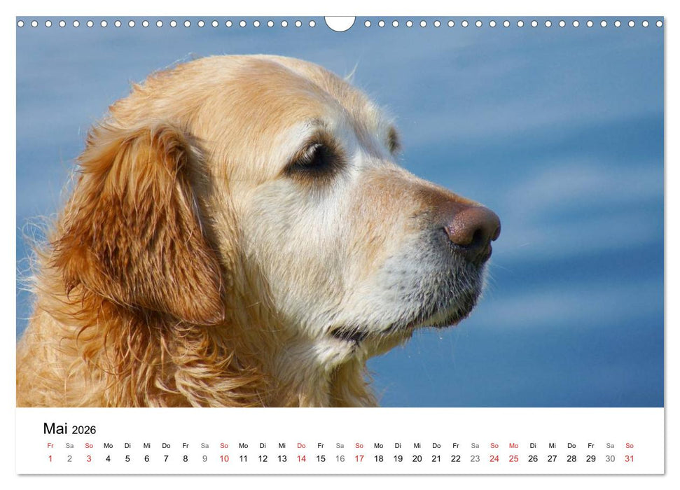 Golden Retriever Power (CALVENDO Wandkalender 2026)