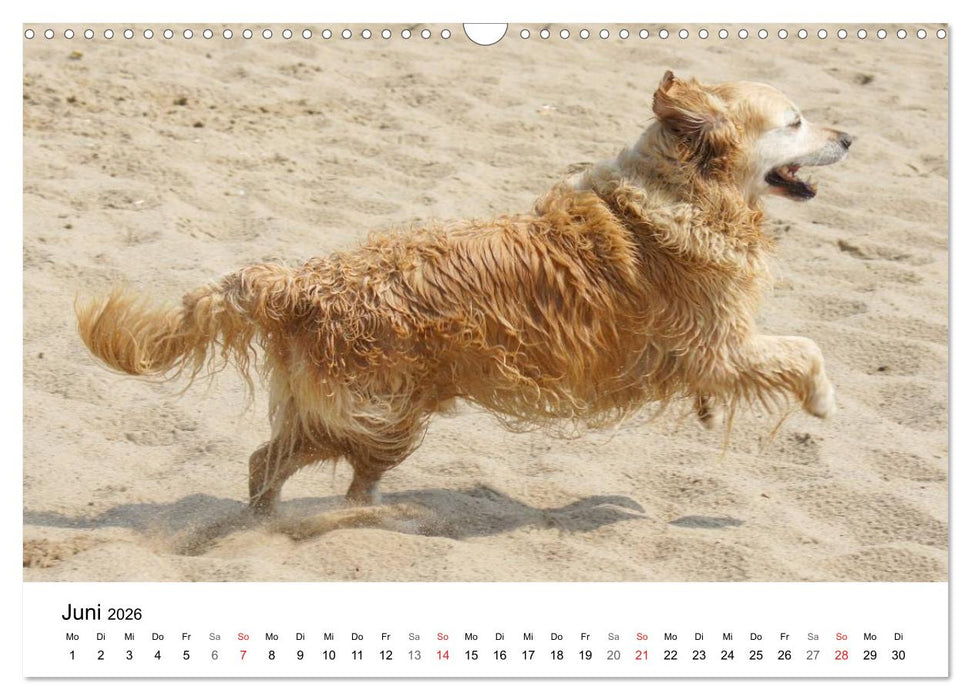 Golden Retriever Power (CALVENDO Wandkalender 2026)
