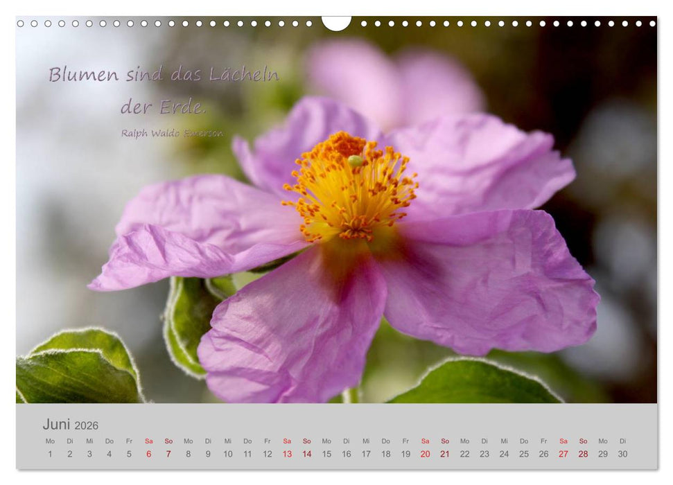 Jahres-Zeiten (CALVENDO Wandkalender 2026)