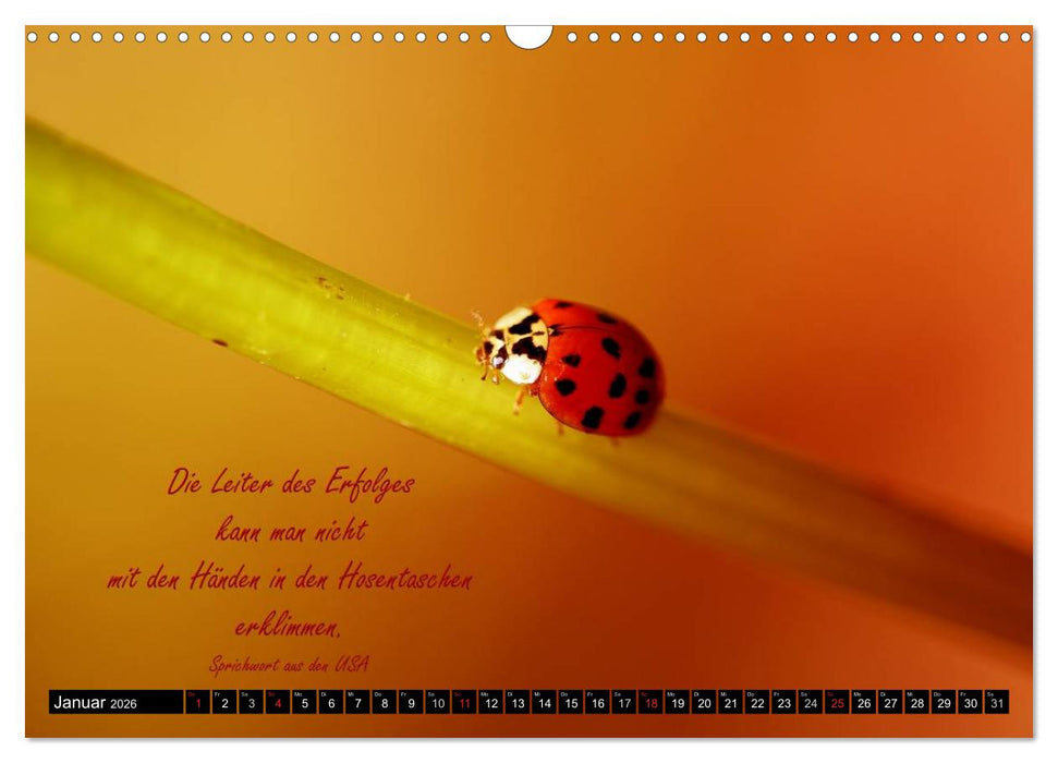 Das kleine, große Glück (CALVENDO Wandkalender 2026)