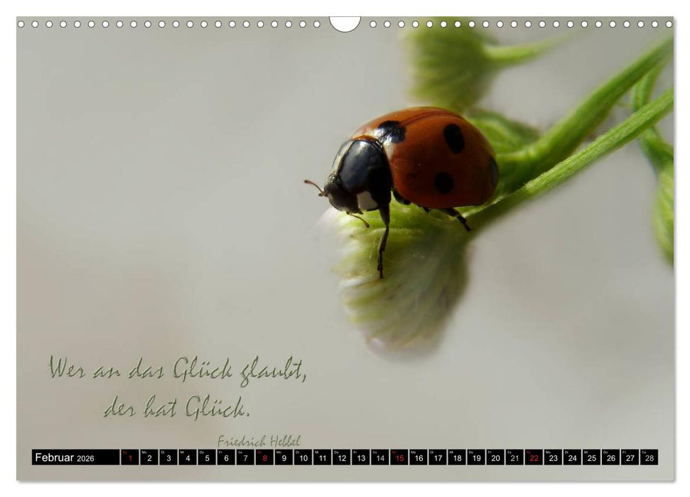 Das kleine, große Glück (CALVENDO Wandkalender 2026)