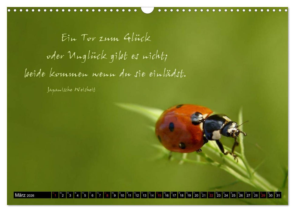 Das kleine, große Glück (CALVENDO Wandkalender 2026)