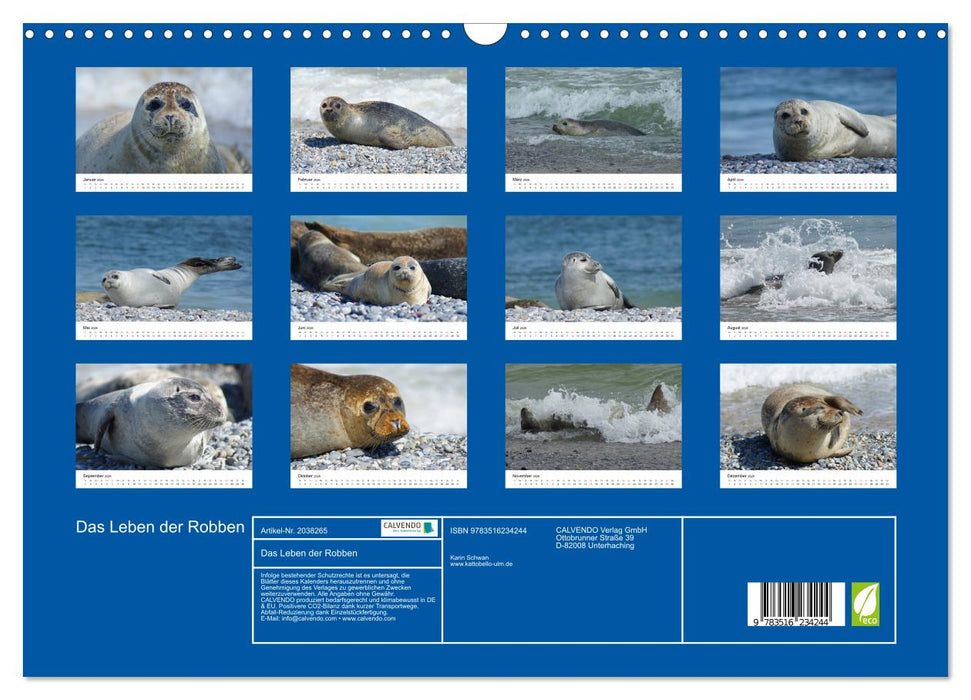 Das Leben der Robben (CALVENDO Wandkalender 2026)