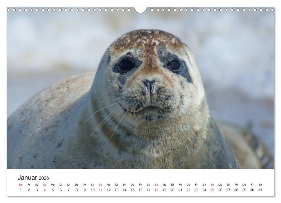 Das Leben der Robben (CALVENDO Wandkalender 2026)