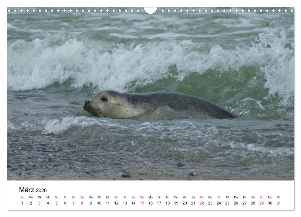 Das Leben der Robben (CALVENDO Wandkalender 2026)