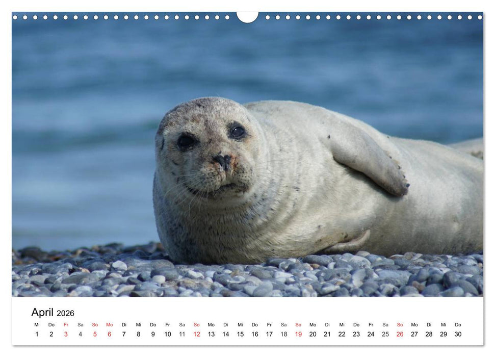 Das Leben der Robben (CALVENDO Wandkalender 2026)