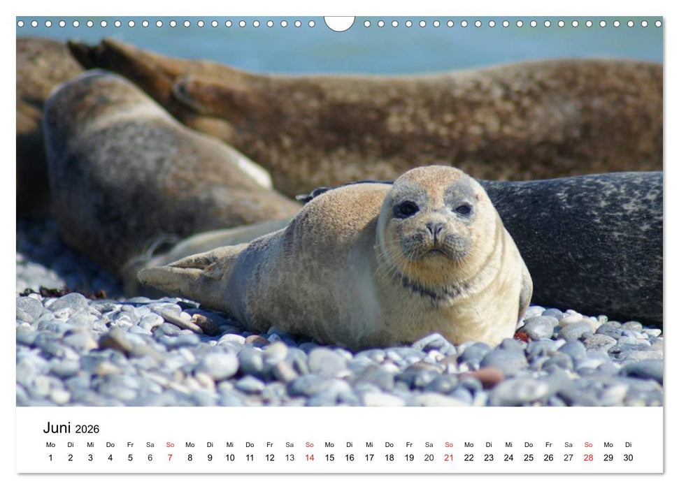 Das Leben der Robben (CALVENDO Wandkalender 2026)