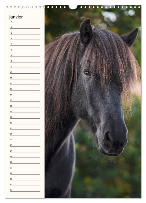 Cheval islandais - Calendrier anniversaire (CALVENDO Calendrier mensuel 2026)
