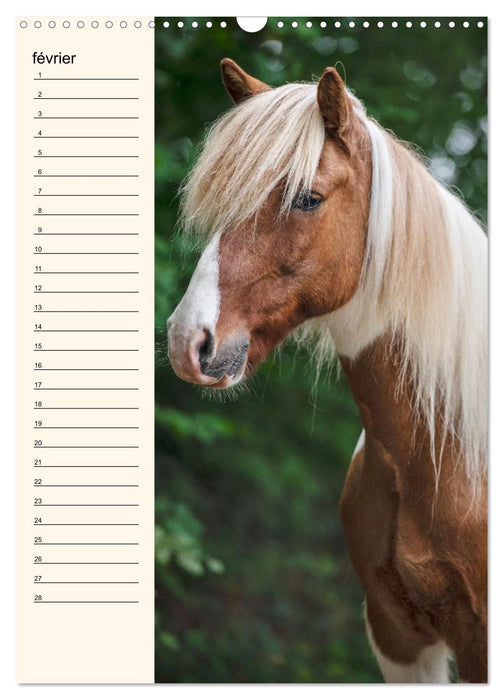 Cheval islandais - Calendrier anniversaire (CALVENDO Calendrier mensuel 2026)