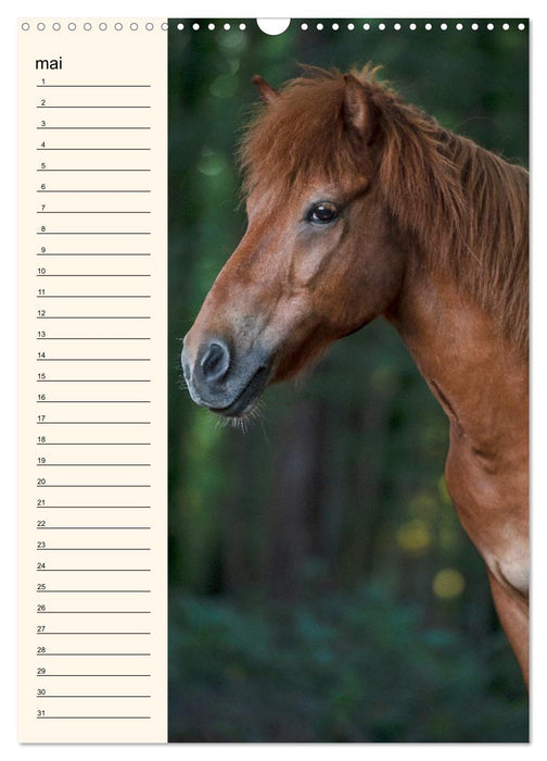 Cheval islandais - Calendrier anniversaire (CALVENDO Calendrier mensuel 2026)