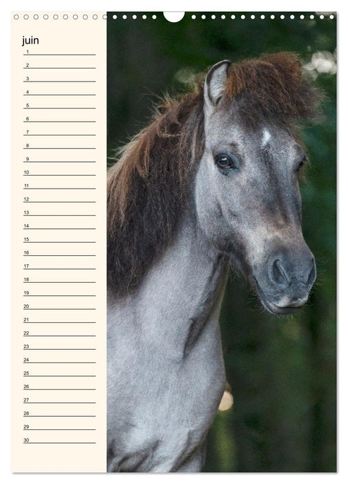 Cheval islandais - Calendrier anniversaire (CALVENDO Calendrier mensuel 2026)