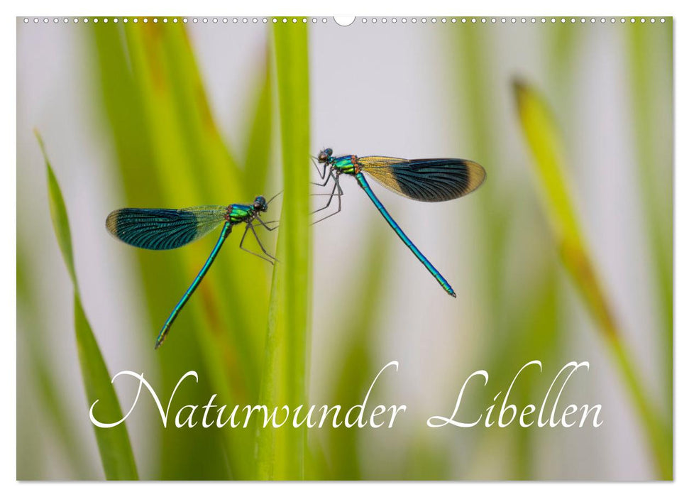 Naturwunder Libellen (CALVENDO Wandkalender 2026)