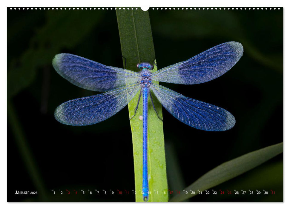 Naturwunder Libellen (CALVENDO Wandkalender 2026)