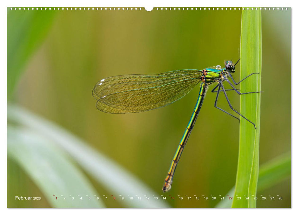 Naturwunder Libellen (CALVENDO Wandkalender 2026)