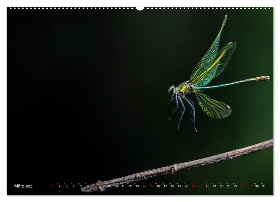 Naturwunder Libellen (CALVENDO Wandkalender 2026)