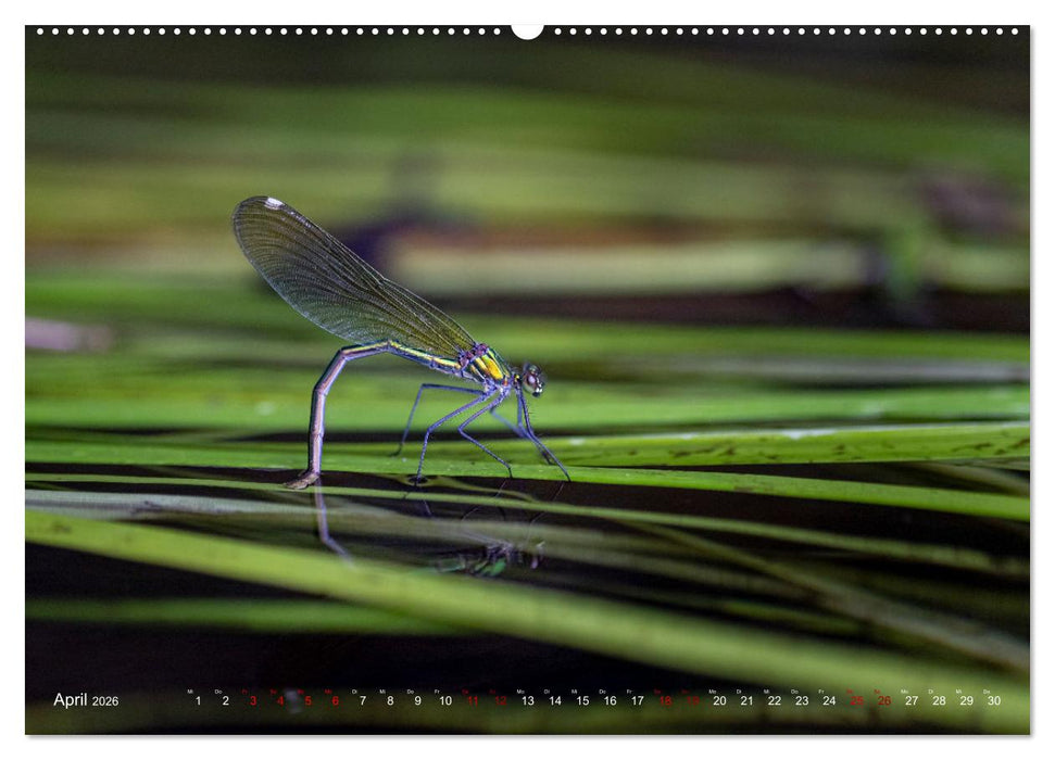 Naturwunder Libellen (CALVENDO Premium Wandkalender 2026)