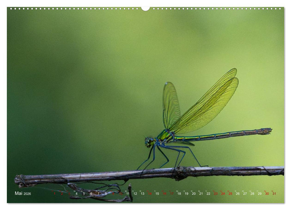 Naturwunder Libellen (CALVENDO Premium Wandkalender 2026)