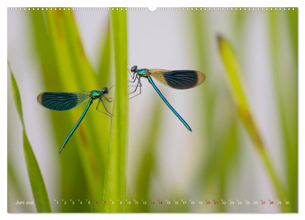 Naturwunder Libellen (CALVENDO Premium Wandkalender 2026)