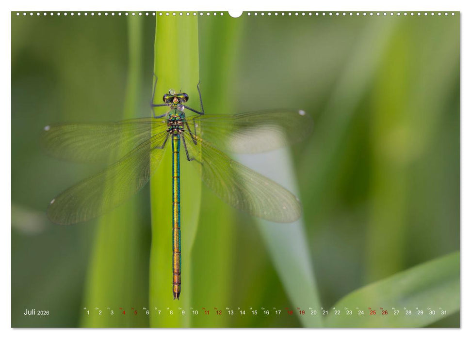 Naturwunder Libellen (CALVENDO Premium Wandkalender 2026)