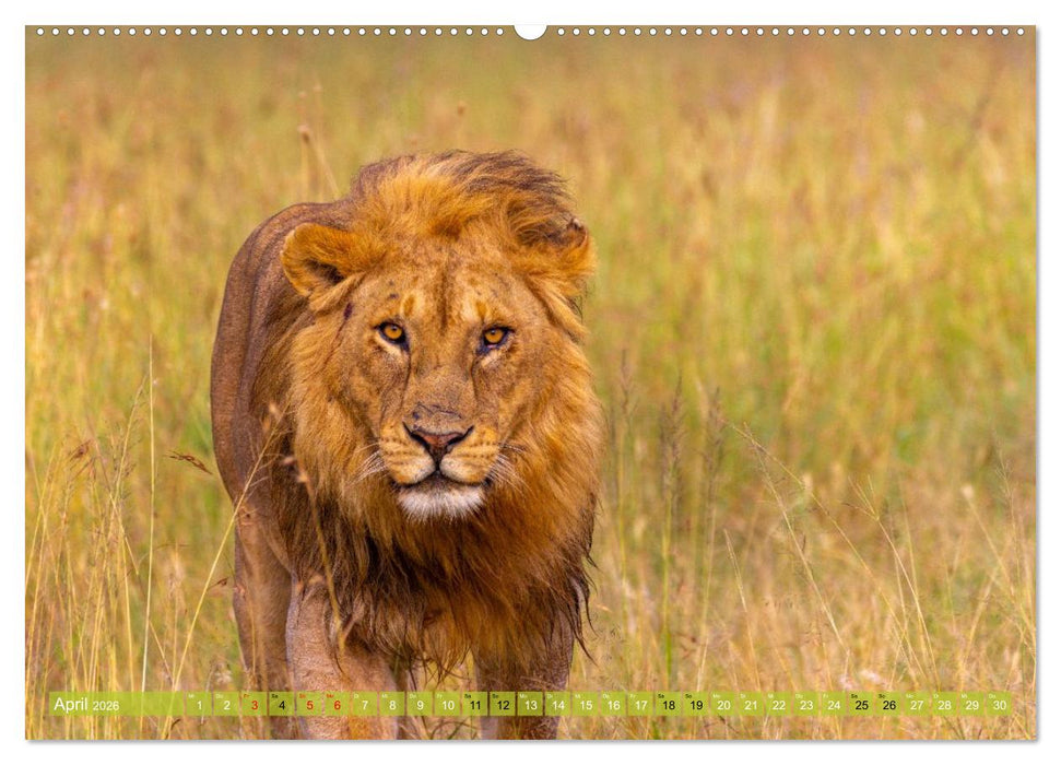 Das südliche Afrika 2026 (CALVENDO Wandkalender 2026)