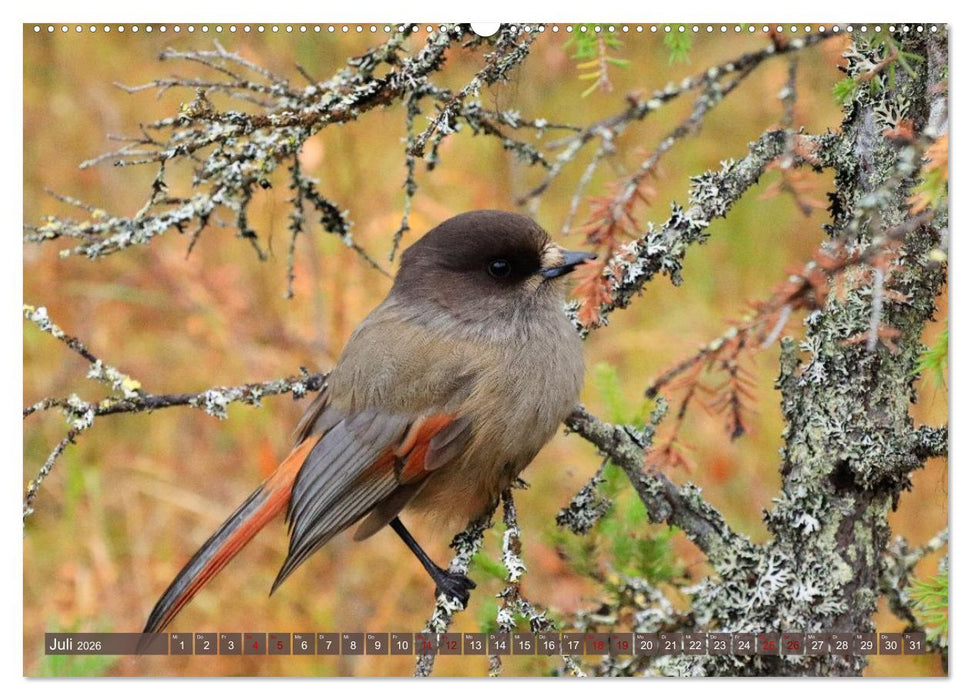 Finnisch Lappland (CALVENDO Premium Wandkalender 2026)