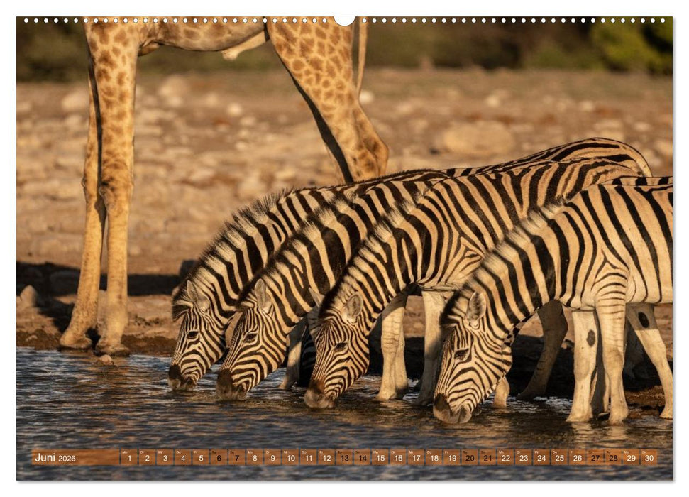 Das südliche Afrika 2026 (CALVENDO Premium Wandkalender 2026)