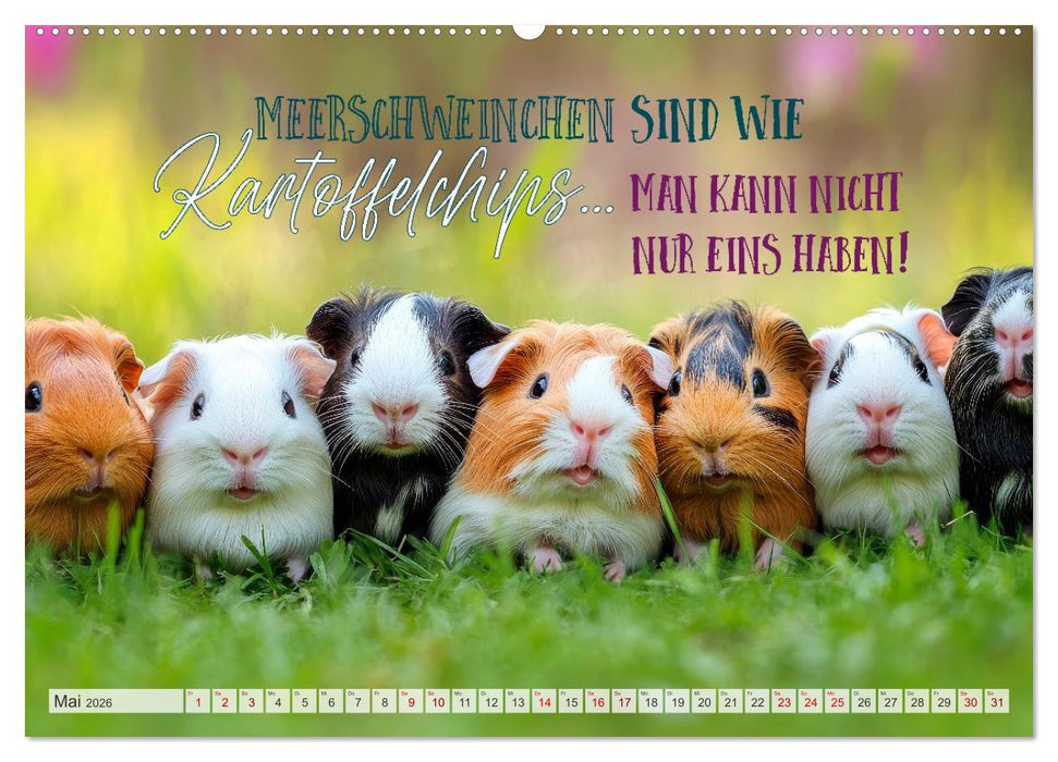Meerschweinchen LUSTIG DURCHS JAHR (CALVENDO Wandkalender 2026)