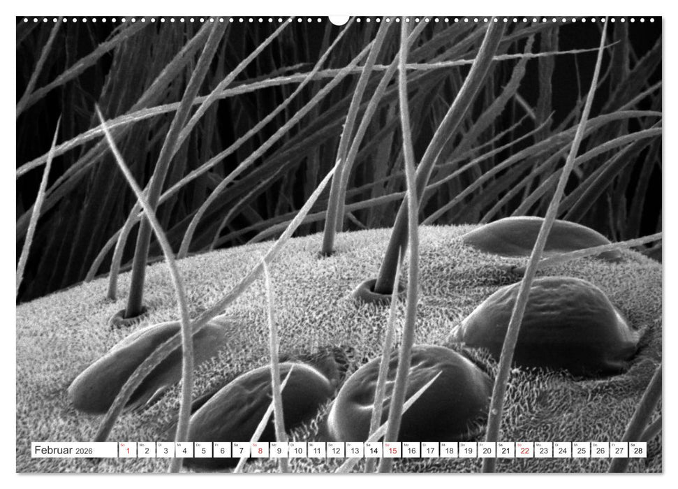 Erlebnis Mikrokosmos (CALVENDO Premium Wandkalender 2026)
