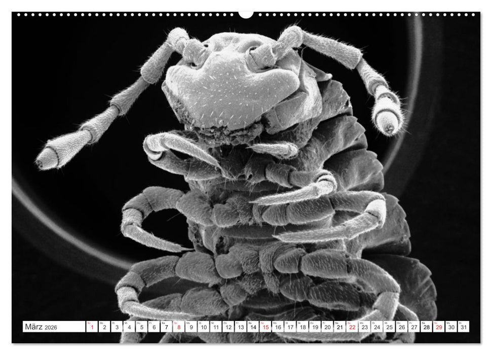 Erlebnis Mikrokosmos (CALVENDO Premium Wandkalender 2026)