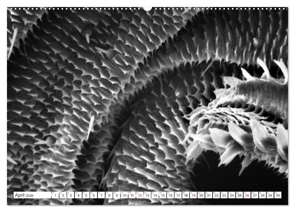 Erlebnis Mikrokosmos (CALVENDO Premium Wandkalender 2026)