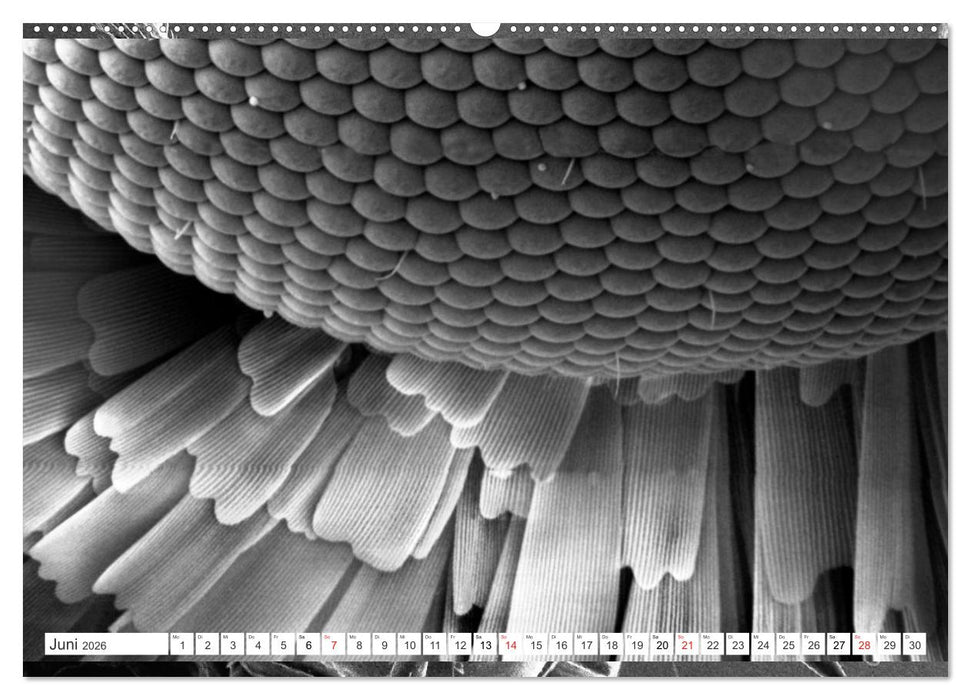 Erlebnis Mikrokosmos (CALVENDO Premium Wandkalender 2026)