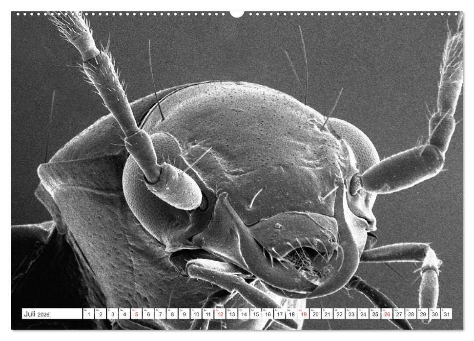 Erlebnis Mikrokosmos (CALVENDO Premium Wandkalender 2026)