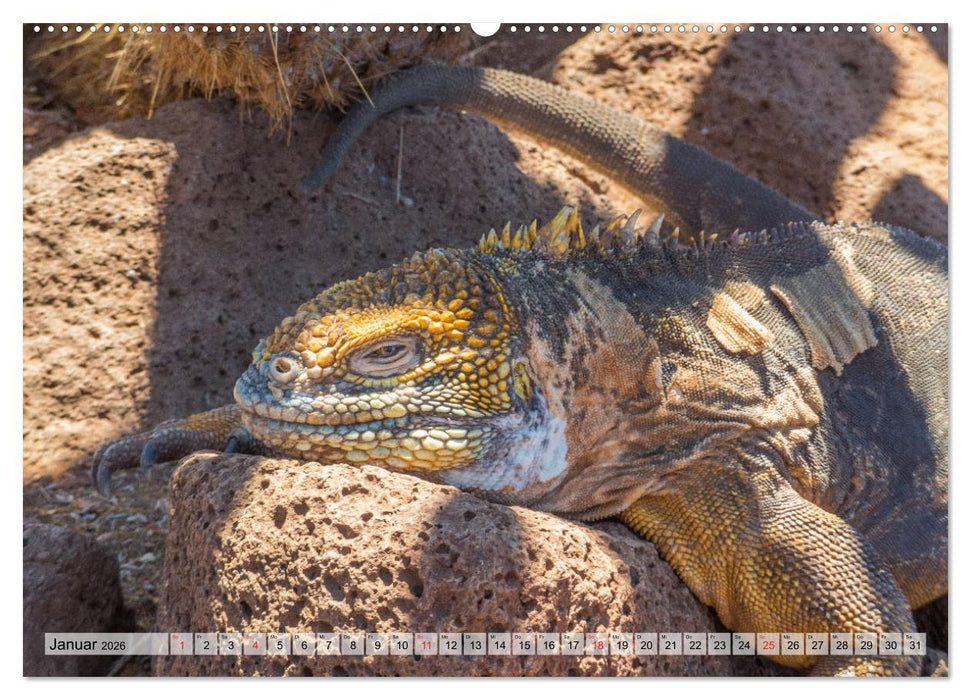 Die Galapagosinseln - Santa Cruz Island (CALVENDO Premium Wandkalender 2026)