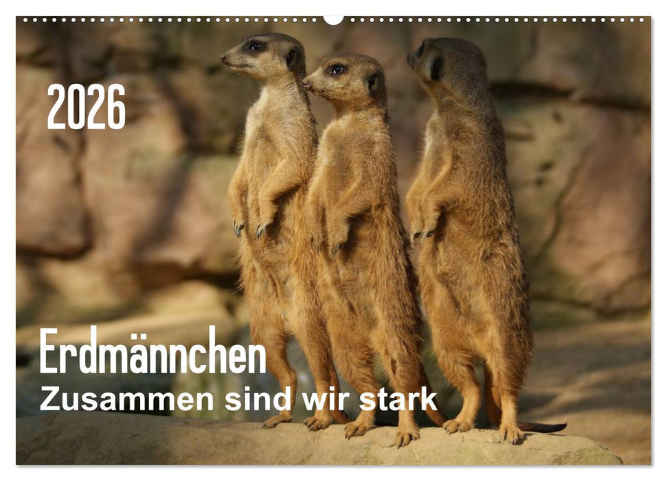 Erdmännchen – Zusammen sind wir stark (CALVENDO Wandkalender 2026)