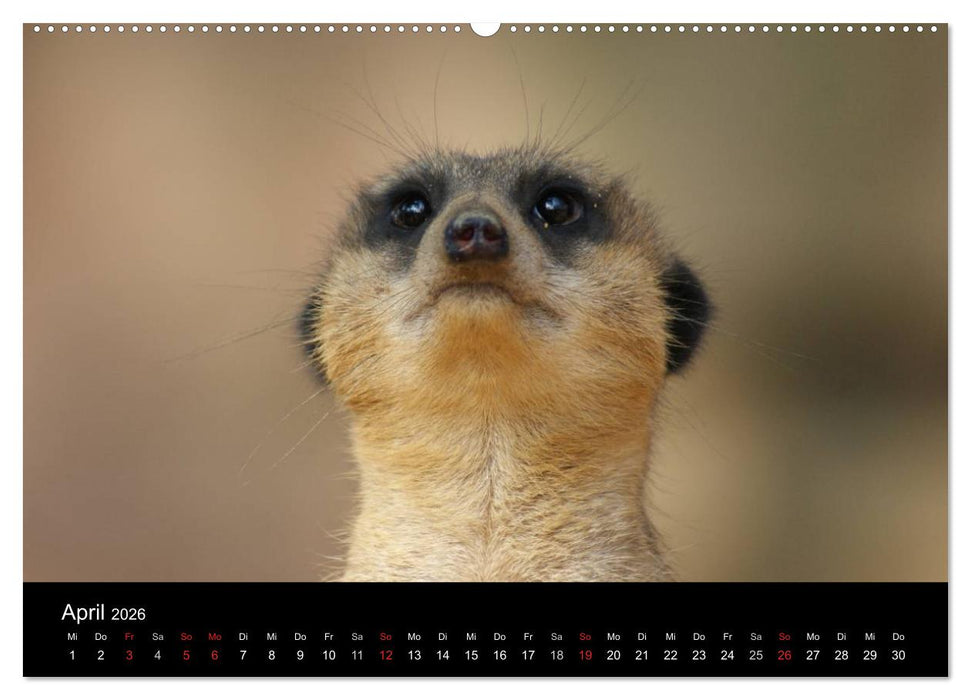 Erdmännchen – Zusammen sind wir stark (CALVENDO Wandkalender 2026)
