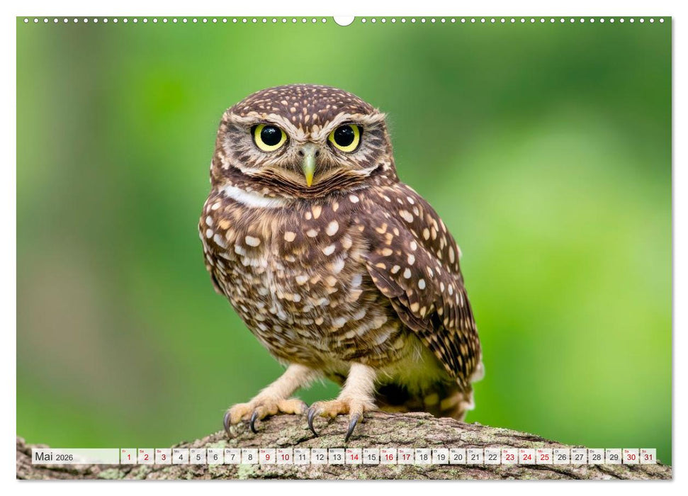 EULEN Wächter des Waldes (CALVENDO Premium Wandkalender 2026)