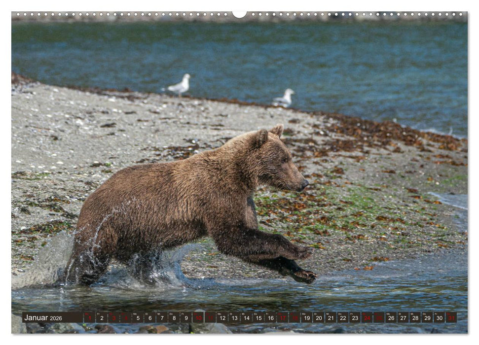 Grizzlybären im Katmai Nationalpark Alaska (CALVENDO Premium Wandkalender 2026)