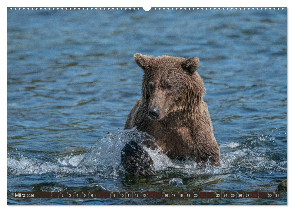 Grizzlybären im Katmai Nationalpark Alaska (CALVENDO Premium Wandkalender 2026)