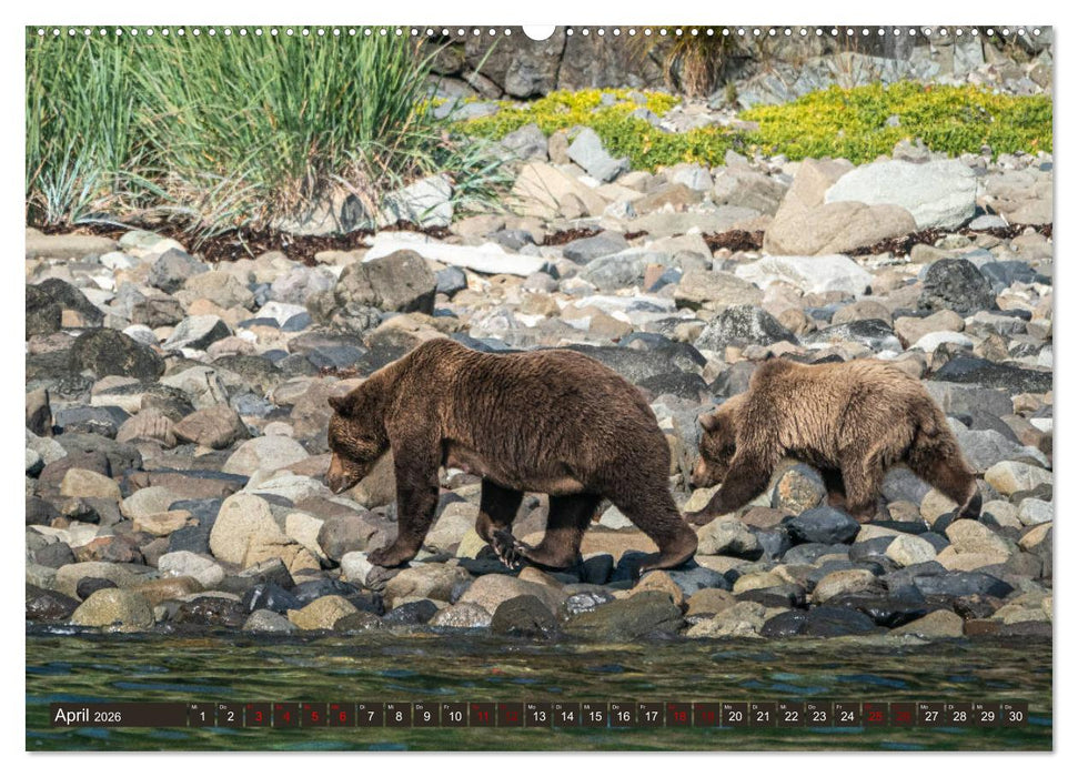 Grizzlybären im Katmai Nationalpark Alaska (CALVENDO Premium Wandkalender 2026)