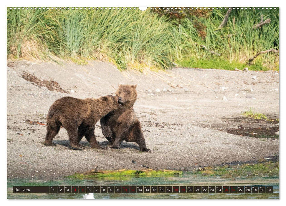 Grizzlybären im Katmai Nationalpark Alaska (CALVENDO Premium Wandkalender 2026)