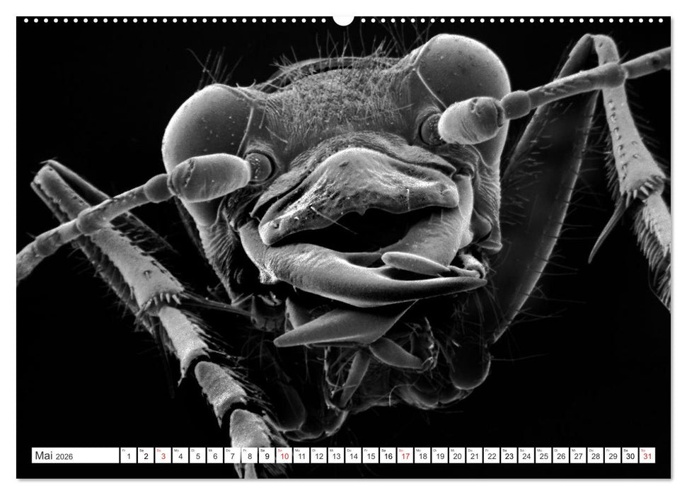 Erlebnis Mikrokosmos (CALVENDO Wandkalender 2026)