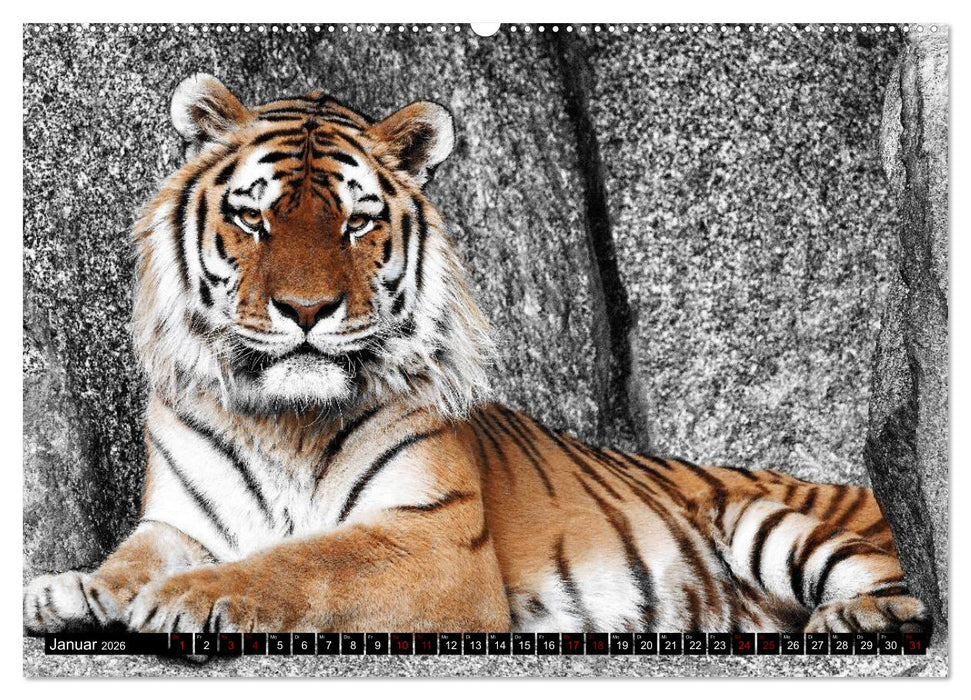Wild Animals - Wilde Tiere (CALVENDO Premium Wandkalender 2026)