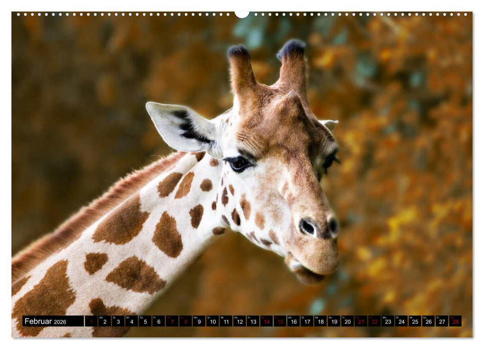 Wild Animals - Wilde Tiere (CALVENDO Wandkalender 2026)